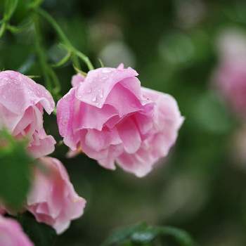 ピンク色のバラの画像 by XLCRさん | お出かけ先とバラとピンク色のバラとばら バラ 薔薇とピンク色の花と花を撮る暮らしと玉ボケ